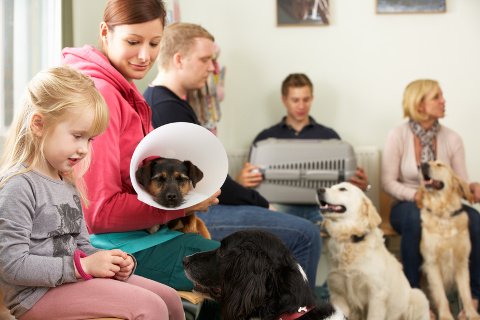 Hundeversicherung für Tierarztkosten