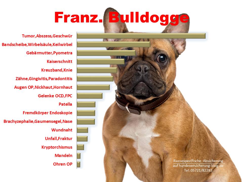 Statistik über die häufigsten Operationen bei der Französischen Bulldogge