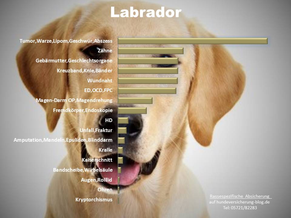 Operationen und Krankheiten Statistik beim Labrador
