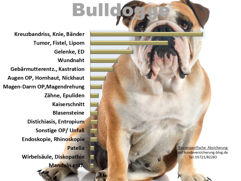 Statistik über häufige Operationen der Old English Bulldog