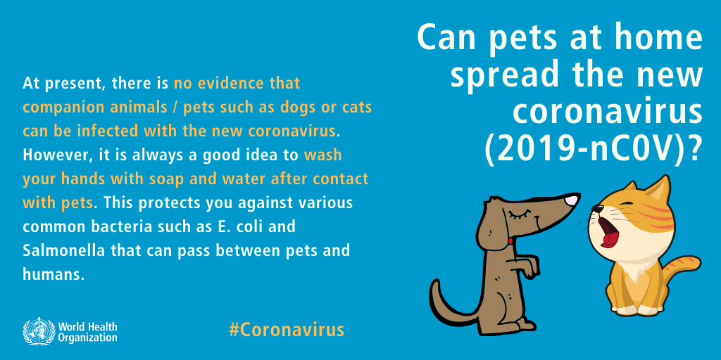 Coronavirus Hund