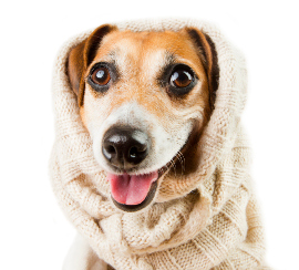 Jack Russel Terrier Hundekrankenversicherung