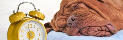 Hundehalterhaftpflicht Pflicht
