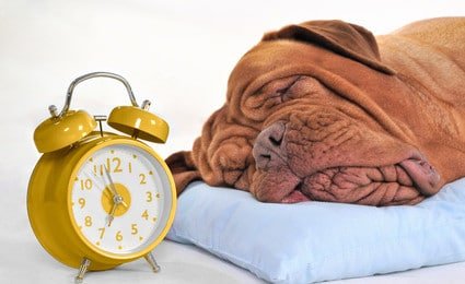 Hundehalterhaftpflicht Pflicht