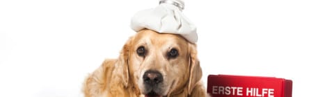 Hunde-Op Versicherung