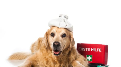 Hunde-Op Versicherung