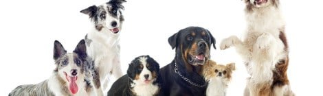 Hundehaftpflichtversicherung