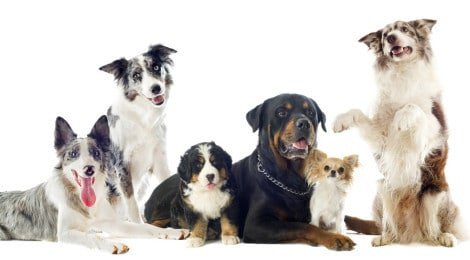 Hundehaftpflichtversicherung