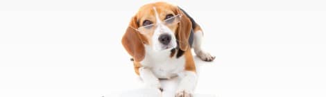 Hundesteuer Berlin – Hunde Anmeldung, Kosten, Tipps, Checkliste