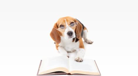 Hundesteuer Berlin – Hunde Anmeldung, Kosten, Tipps, Checkliste