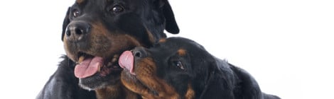 Hundeversicherung Rottweiler