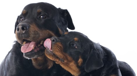 Hundeversicherung Rottweiler