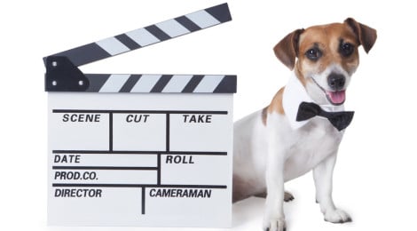 Hundeversicherung Video