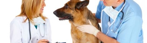 Tierarztkosten Hund