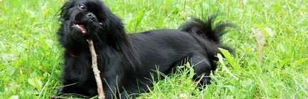 Tierarztkosten Pekinese