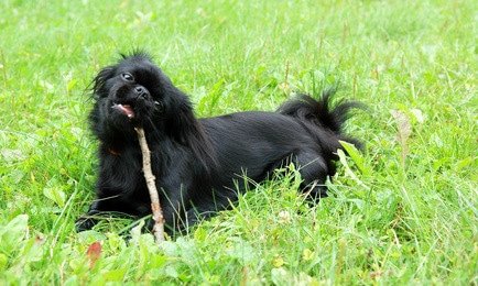Tierarztkosten Pekinese