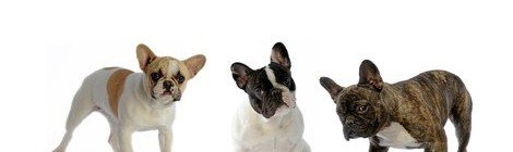 Hundeversicherung für französische Bulldogge