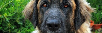 Tierarztkosten Leonberger Schäferhund