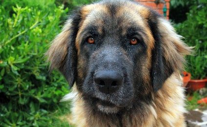 Tierarztkosten Leonberger Schäferhund