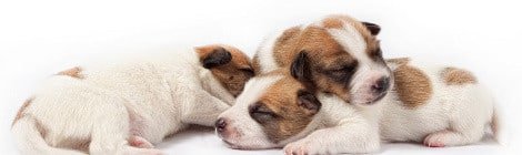 Kaiserschnitt bei Hunden