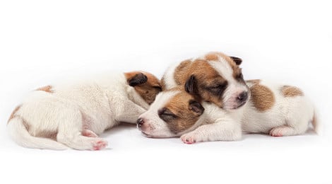 Kaiserschnitt bei Hunden