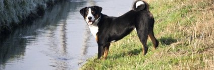 Tierarztkosten Entlebucher Sennenhund