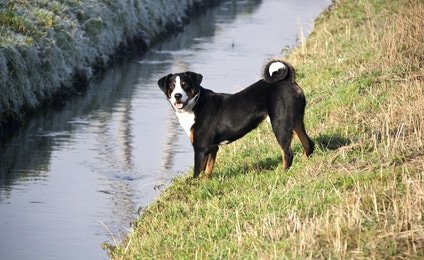 Tierarztkosten Entlebucher Sennenhund