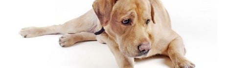 Hundesteuer Hamburg