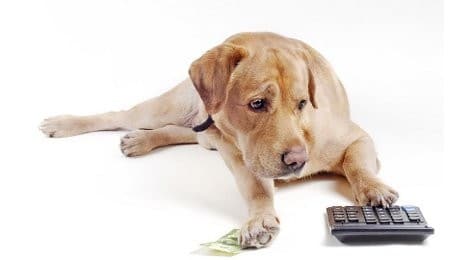 Hundesteuer Hamburg