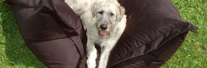 Tierarztkosten irischer Wolfshund
