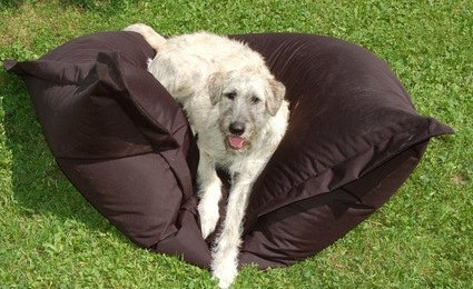 Tierarztkosten irischer Wolfshund