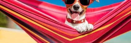 Urlaub mit Hund in Spanien