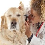 Hundekrankenversicherung für Golden Retriever