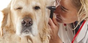 Hundeversicherung für Golden Retriever