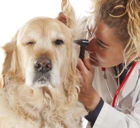 Hundeversicherung für Golden Retriever