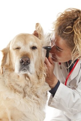 Hundeversicherung für Golden Retriever