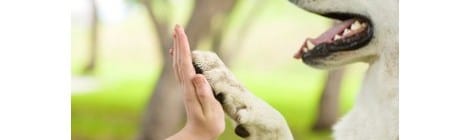 Hundeversicherung