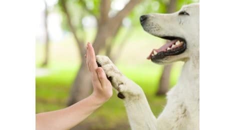 Hundeversicherung