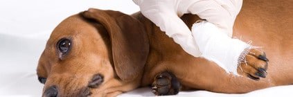 Beißerei unter Hunden