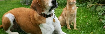 Tierarztkosten Hund