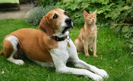 Tierarztkosten Hund