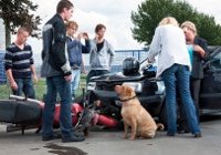 Hunde-Op-Versicherung für Unfälle
