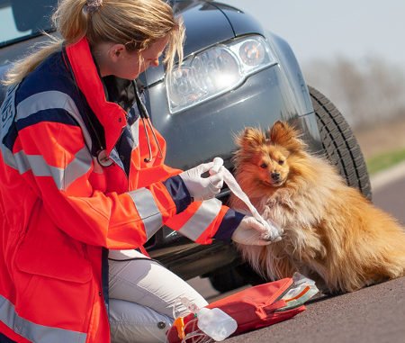 Hundeopversicherung für Unfälle