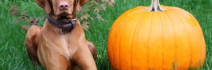 Tierarzkosten Magyar Vizsla