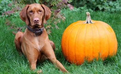 Tierarzkosten Magyar Vizsla