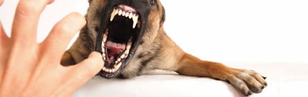 Hundehaftpflicht für Listenhunde