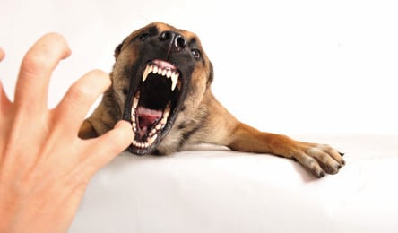 Hundehaftpflicht für Listenhunde