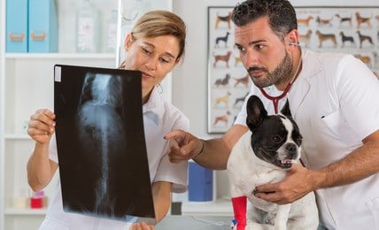 Hunde-Op Versicherung Vergleich