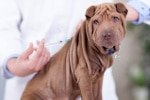 Hundekrankenversicherung für Impfungen 