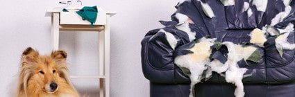 Hundehaftpflicht Test Stiftung Warentest